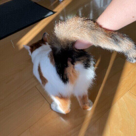 トントンされるMIXの女の子