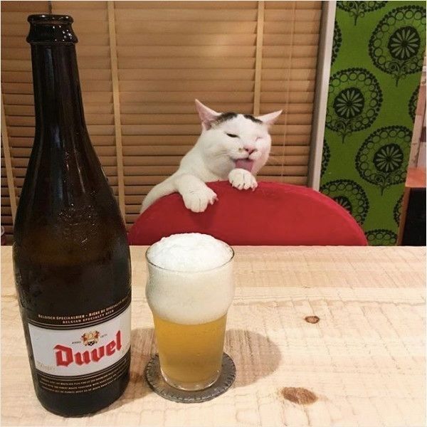 ひょっこりニャンコ