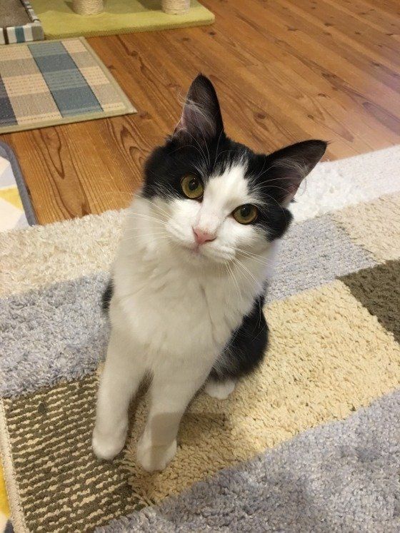 こちらを見る猫
