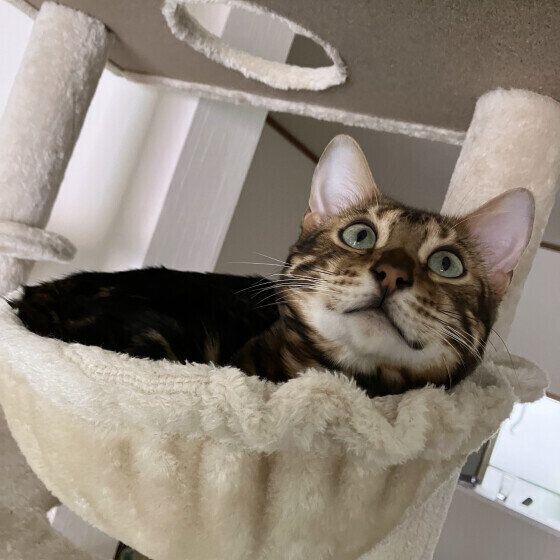 ベンガルのバロンくん♪