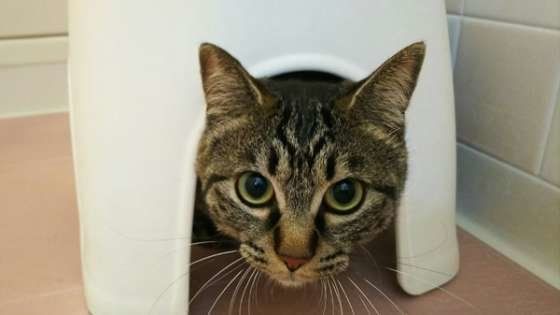 隠れるキジトラ