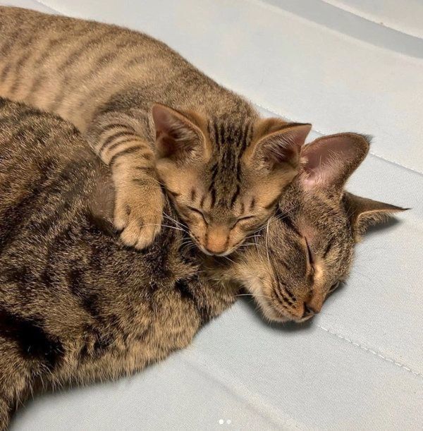 寄り添うサボちゃんとコルちゃん