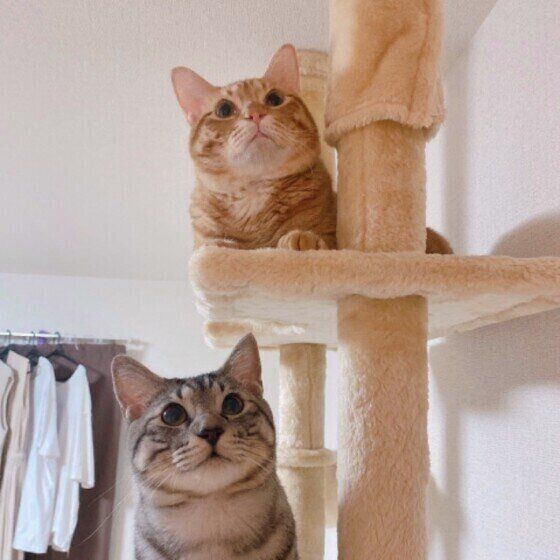 キャットタワーにのぼる猫