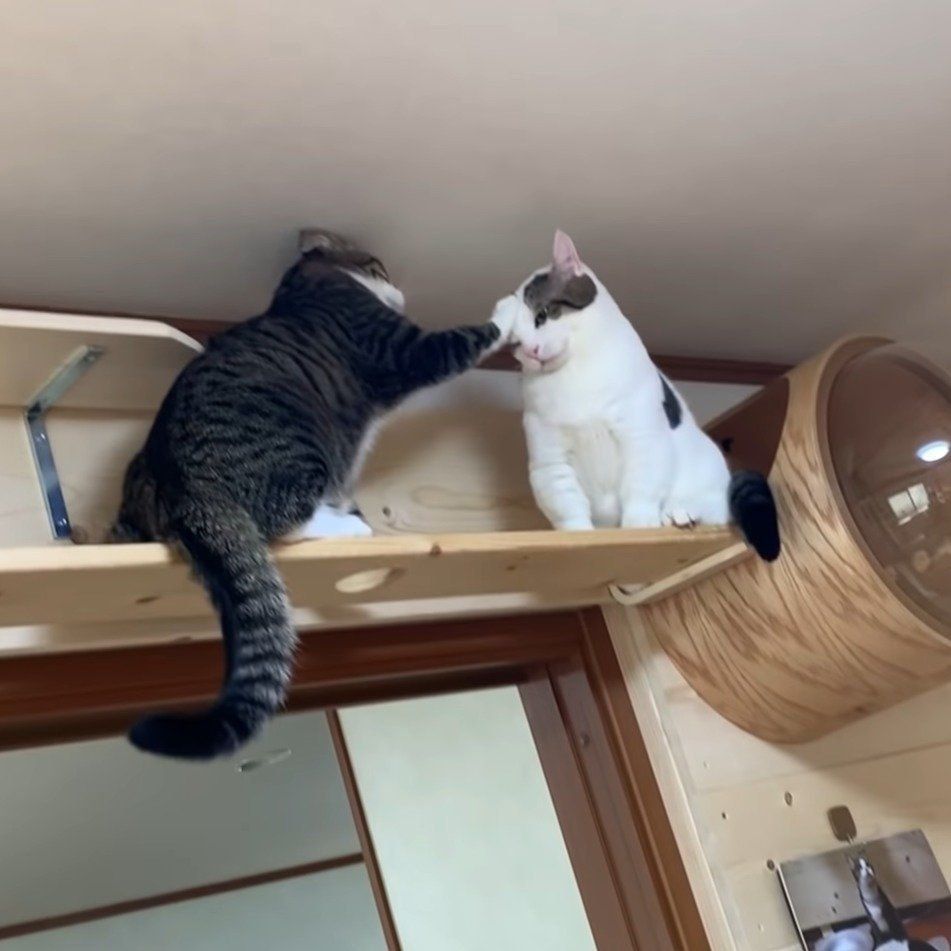 オデコちゃんのパンチがキマる…！