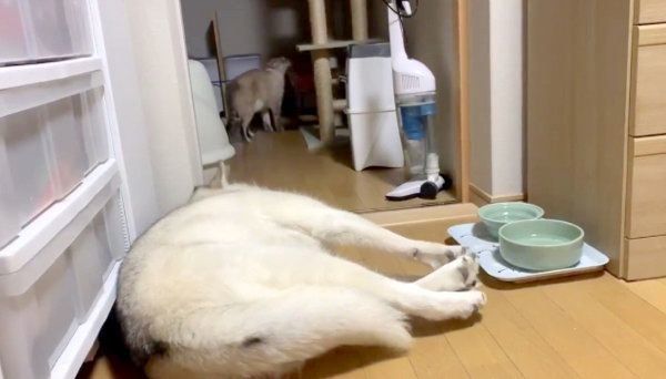 また寝てしまうゆきちゃん