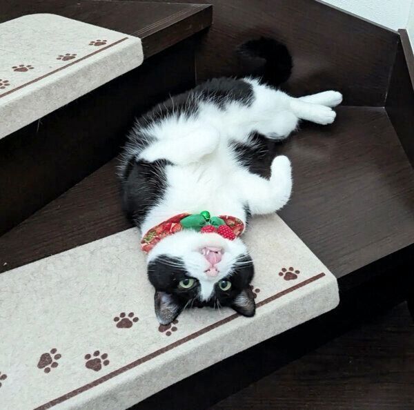 寝転がるココさん