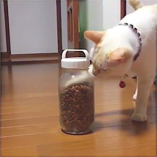 自力でごはんをゲットするニャンコ