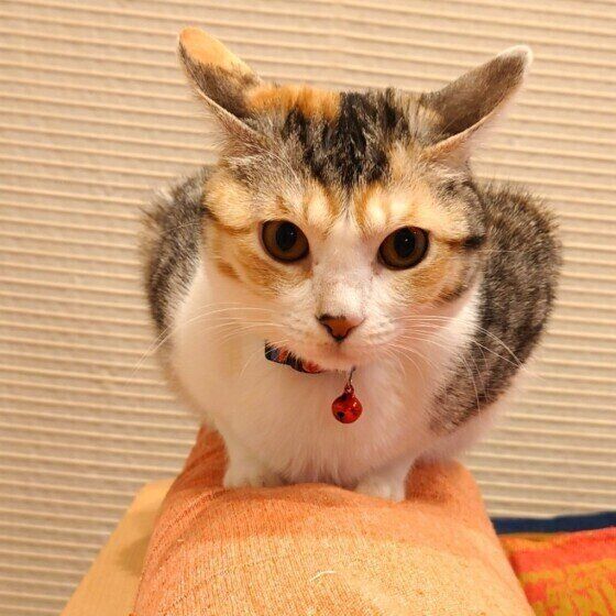 イカ耳になるるなちゃん（MIX）