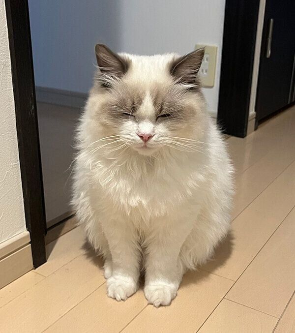 帰宅した飼い主さんを出迎えるむぎちゃん