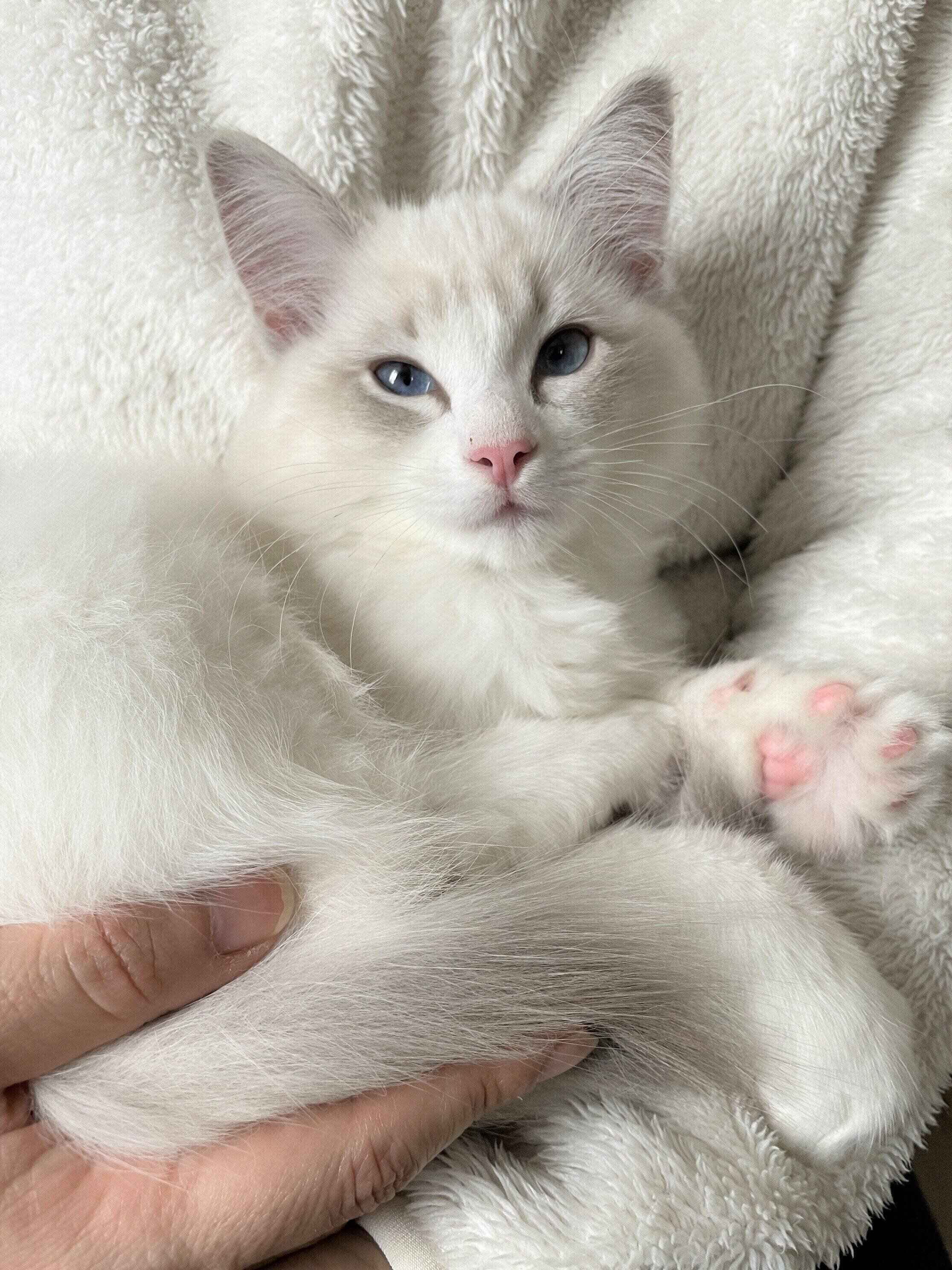 写真／ねこのきもち編集室