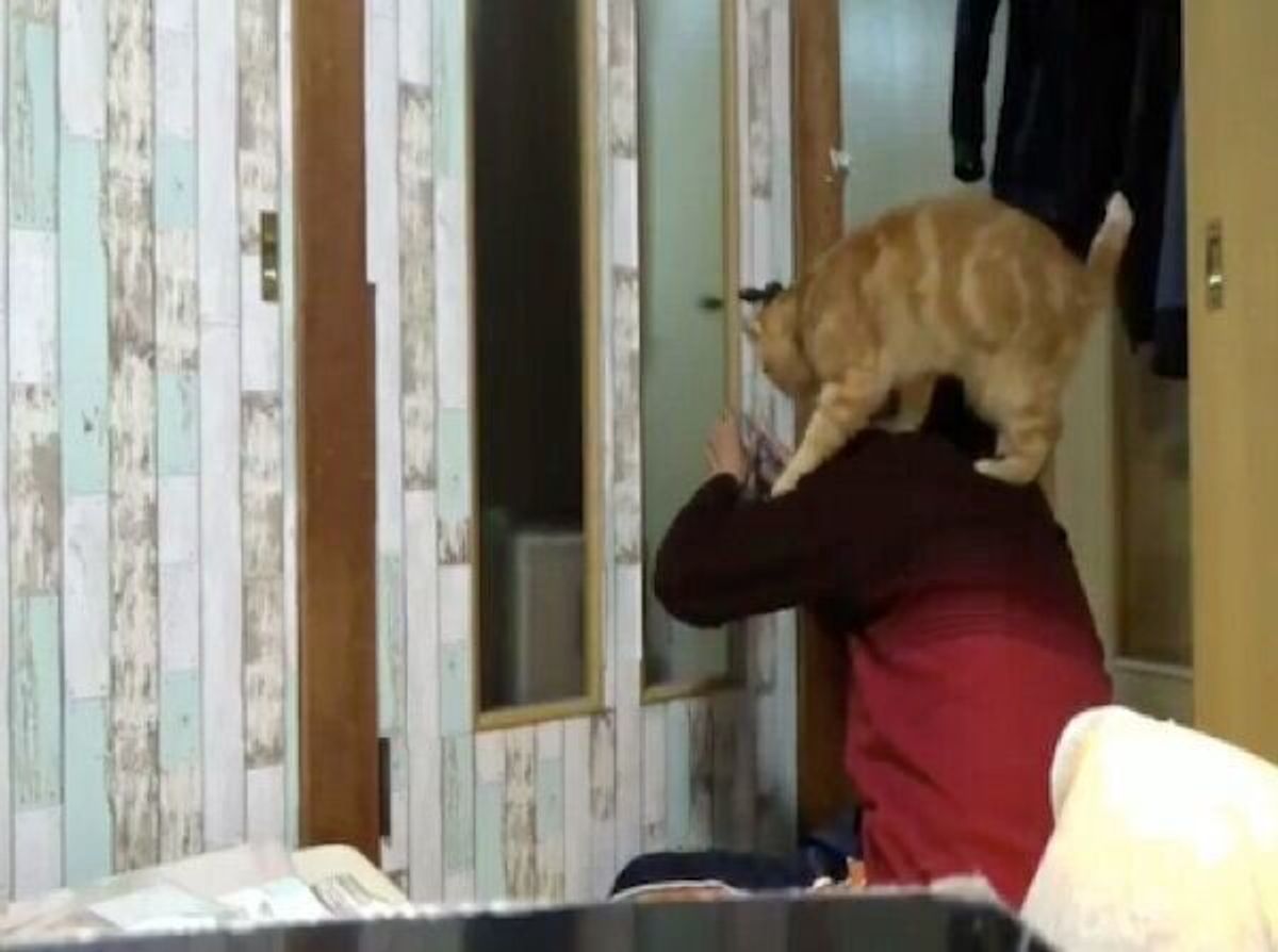 Diyを全力で妨害する猫 ほのぼのする光景に思わず笑みがこぼれる ねこのきもちweb Magazine Diyを全力で妨害する猫 ほのぼのする光景に思わず笑みがこぼれる ねこのきもちweb Magazine