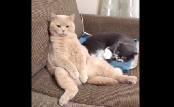 ソファでくつろぐぽてとちゃん