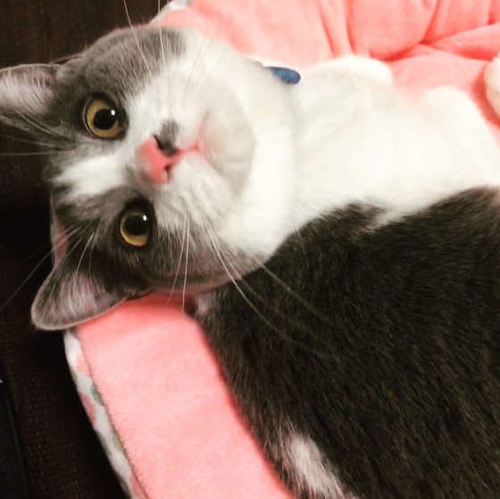 飼い主さんを見上げるブリティッシュショートヘア