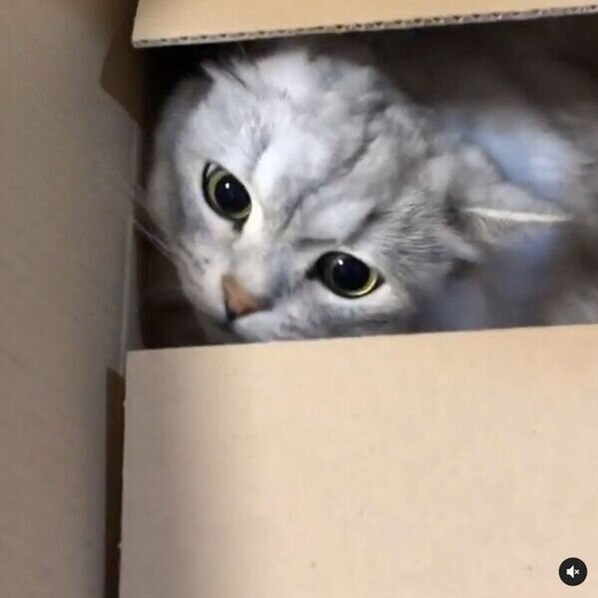 ジャストサイズのダンボールを見つけた猫 ご満悦の表情に胸キュン ねこのきもちweb Magazine