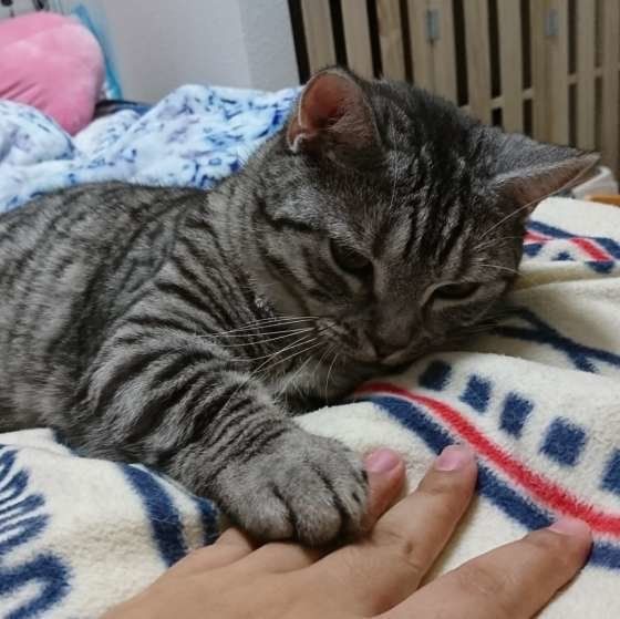 飼い主さんの手にちょちょいするマンチカン