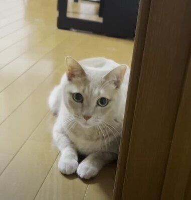 隠れる猫