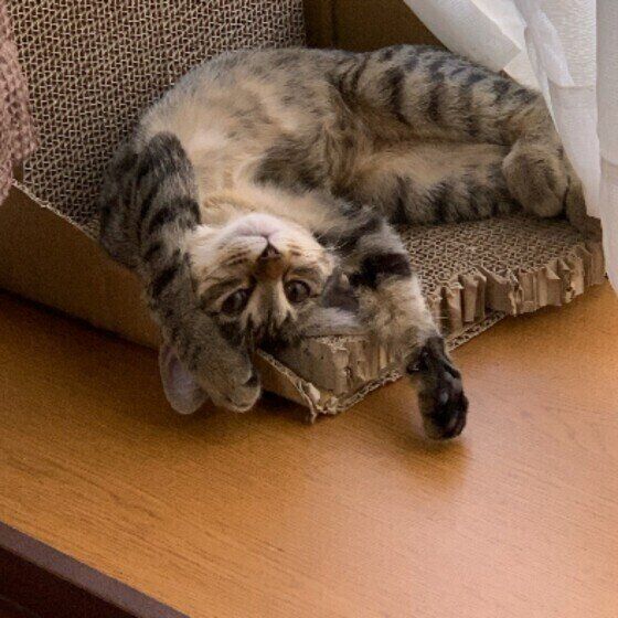 リラックスしているつぐこちゃん