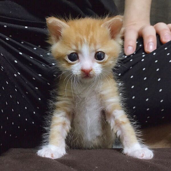 子猫時代のいなりくん