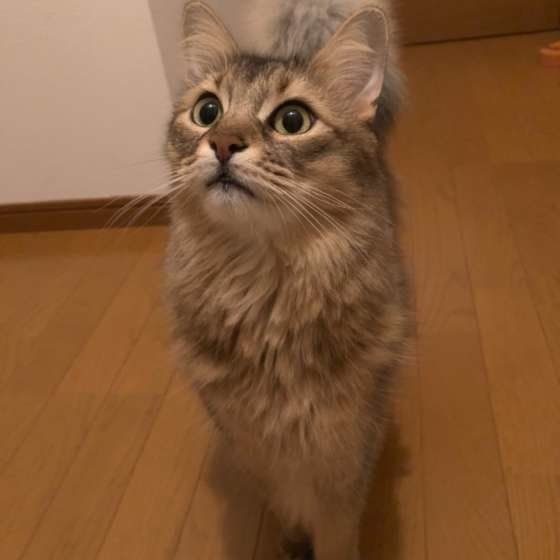 見つめるソマリ