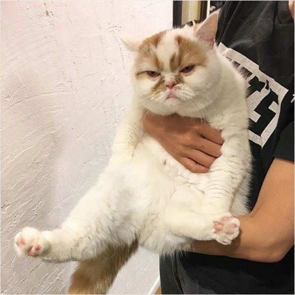 不機嫌ニャンコ