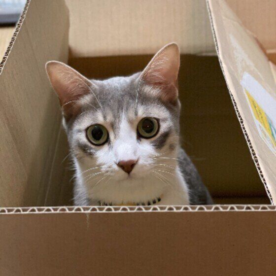 箱に入る猫
