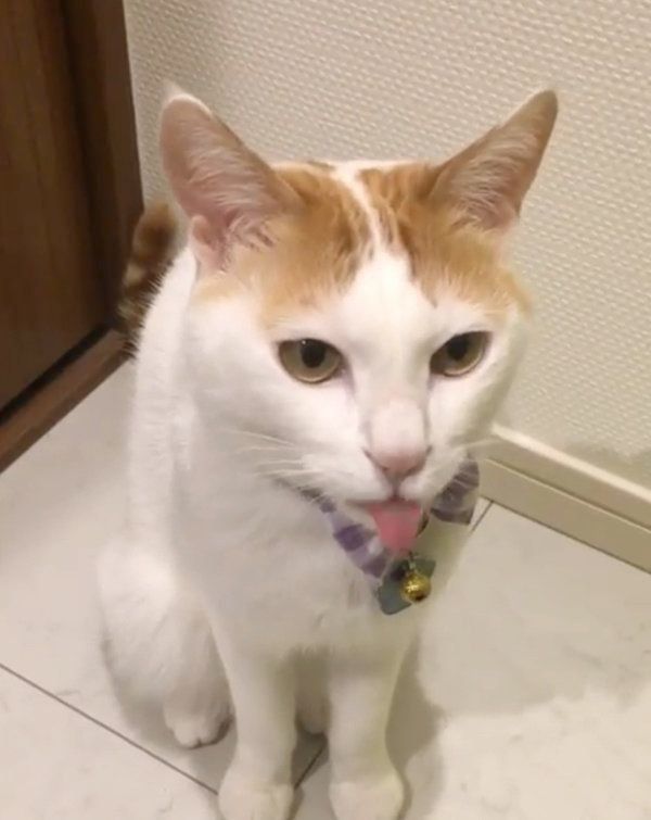 舌をペロペロする猫
