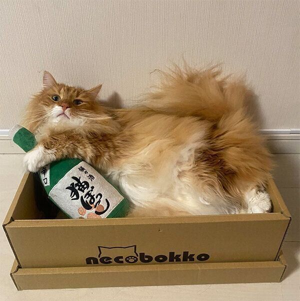 「つめとぎボックス」でくつろぐ猫