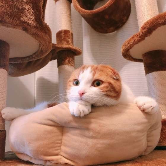 スコティッシュフォールド