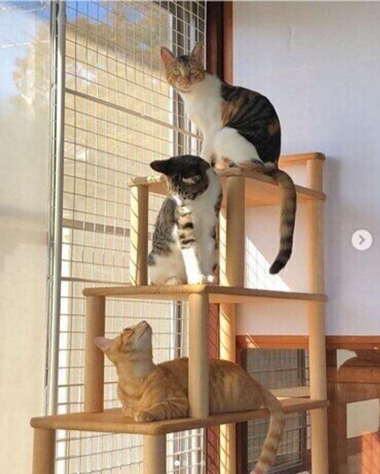 獣医師監修 猫が喜ぶ 猫部屋 おしゃれなdiyアイデアもご紹介 ねこのきもちweb Magazine 獣医師監修 猫が喜ぶ 猫部屋 おしゃれなdiyアイデアもご紹介 ねこのきもちweb Magazine