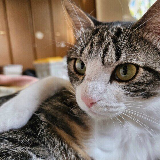 Mix（茶×白）のガルちゃん♪