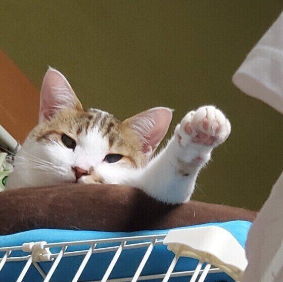 こぶしを突き上げているようなミケのオス