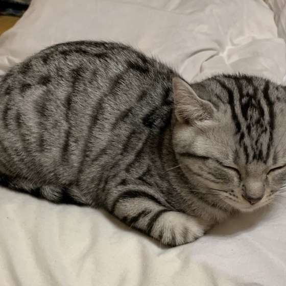 眠そうなアメリカンショートヘア