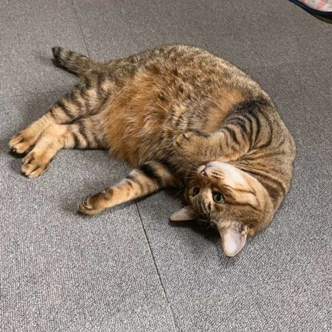 猫が見せる 遊んでほしいな のサインとは 喜ぶ遊び方のコツも伝授 ねこのきもちweb Magazine 猫が見せる 遊んでほしいな のサインとは 喜ぶ遊び方のコツも伝授 ねこのきもちweb Magazine