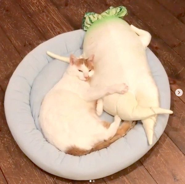 ぬいぐるみにフミフミする猫