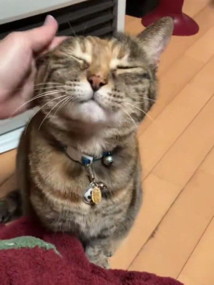 うっとりした表情をするこむぎちゃん