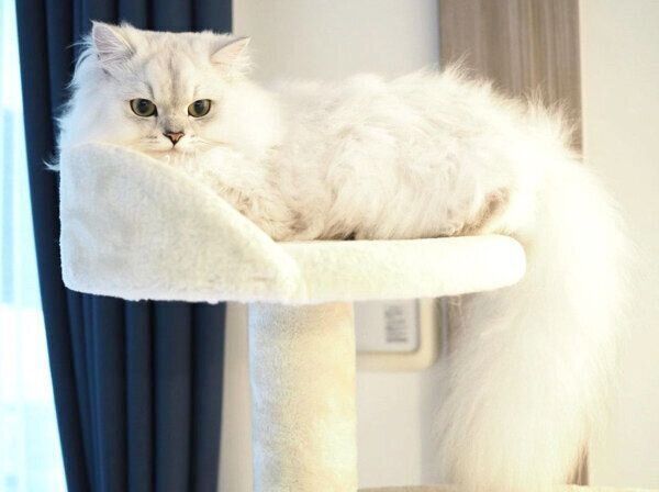 キャットタワーでくつろぐこゆきちゃん