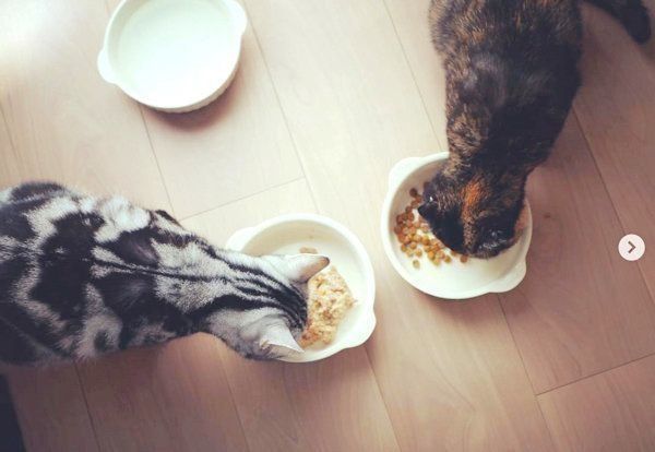 元保護猫・うにちゃんとごまちゃん