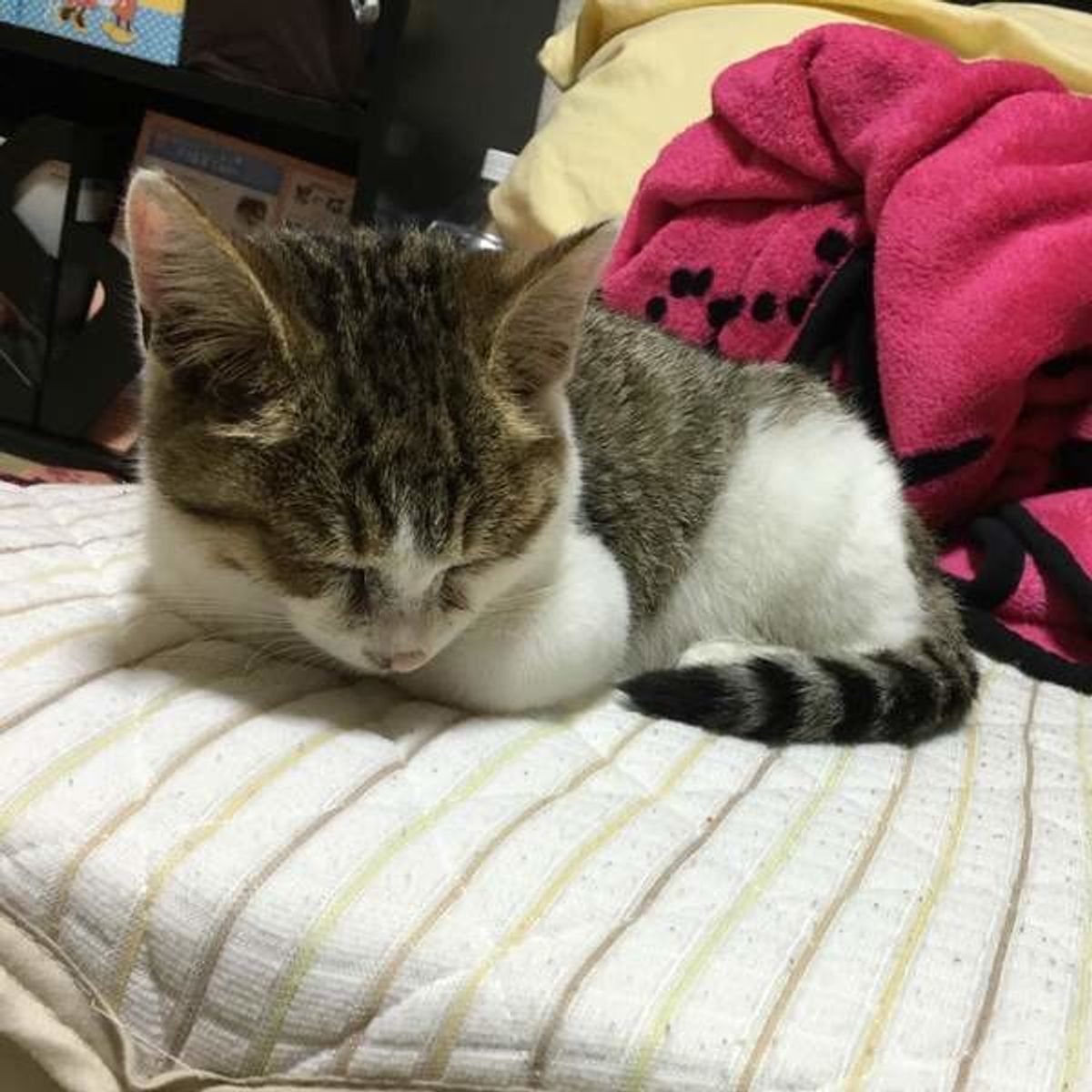 前足をたたんだ姿が愛らしい 猫ならではの座り方 香箱座り とは ねこのきもちweb Magazine 前足をたたんだ姿が愛らしい 猫ならではの座り方 香箱座り とは ねこのきもちweb Magazine