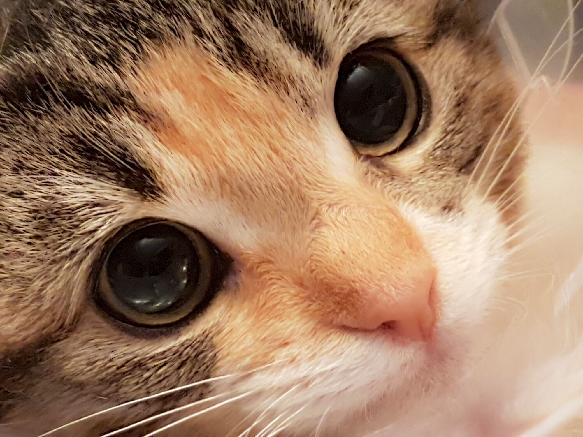 アップに映る猫