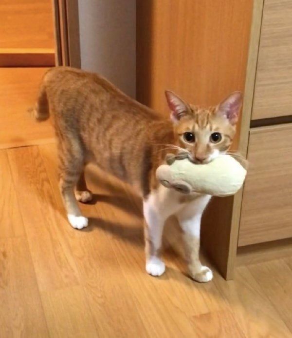 ぬいぐるみをくわえる猫