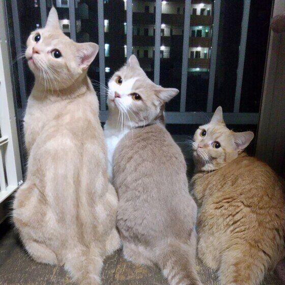 マンチカンのミルクちゃんと同居猫ちゃん