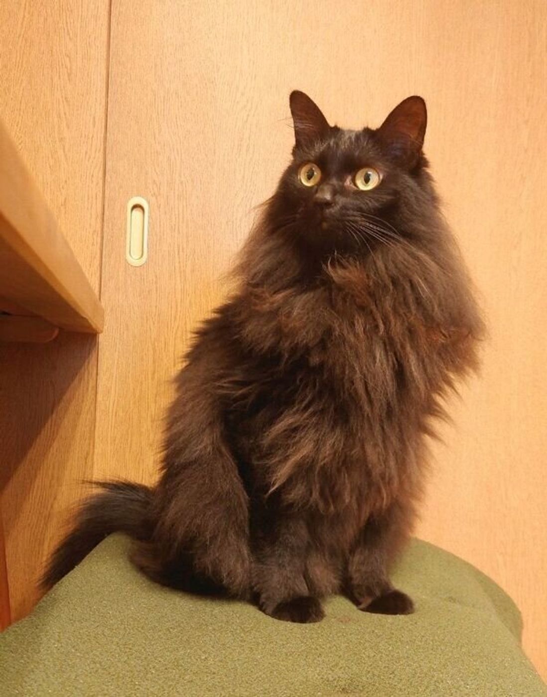 エイのような フライパンのような フシギな体勢でくつろぐ黒猫が 新種の生き物 だと話題に ねこのきもちweb Magazine エイのような フライパンのような フシギな体勢でくつろぐ黒猫が 新種の生き物 だと話題に ねこのきもちweb Magazine