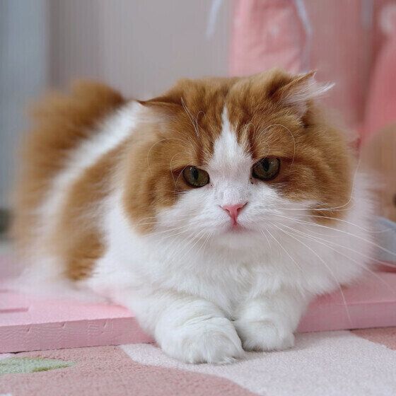 スコティッシュフォールド さくらちゃん