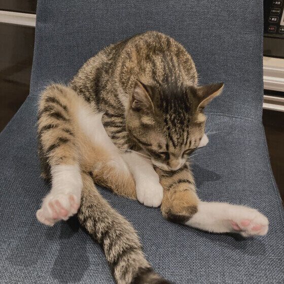 足を開いてグルーミングするキジトラ猫