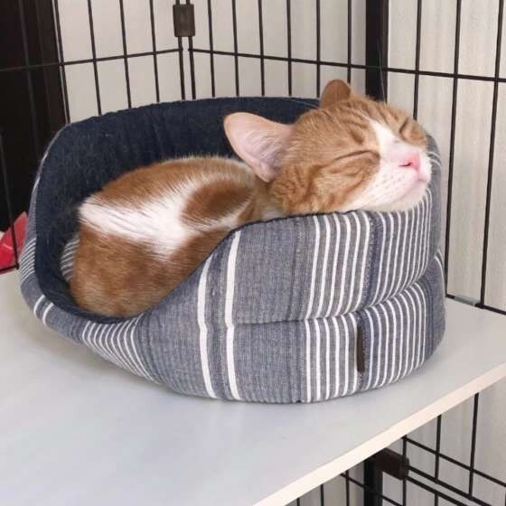 ベッドで眠るマンチカン