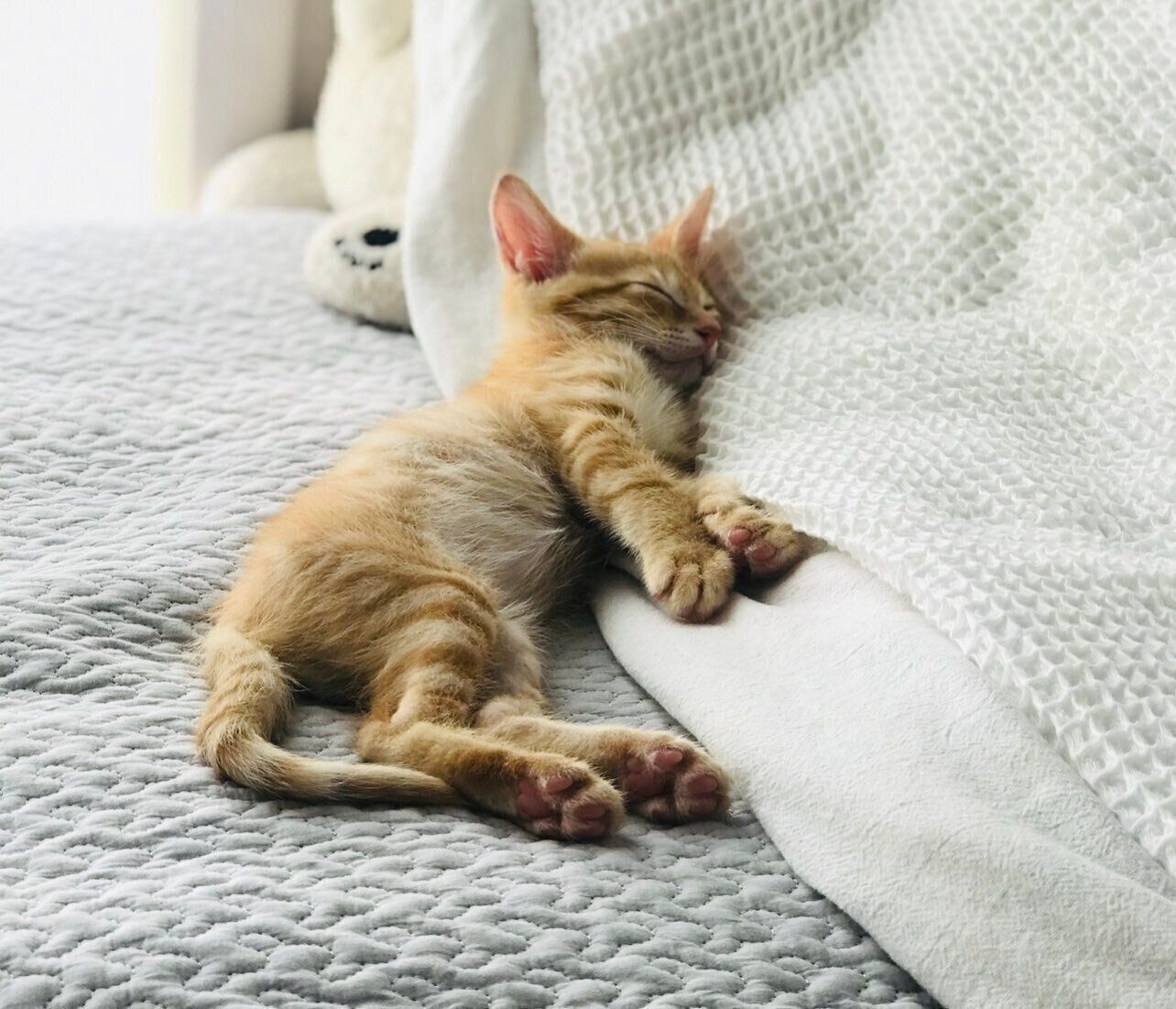 ぐっすり眠る琥太郎くん