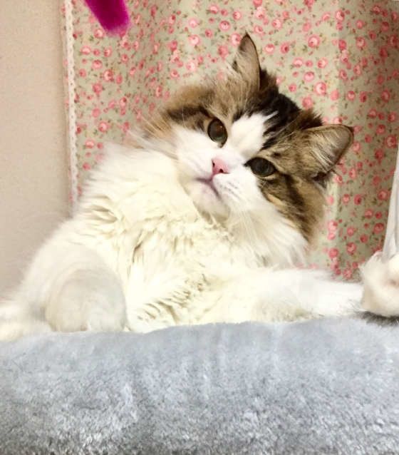 ラガマフィンの“のの”くん