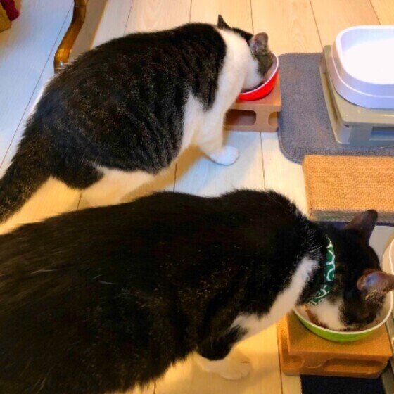 サバトラのMarcくんたち