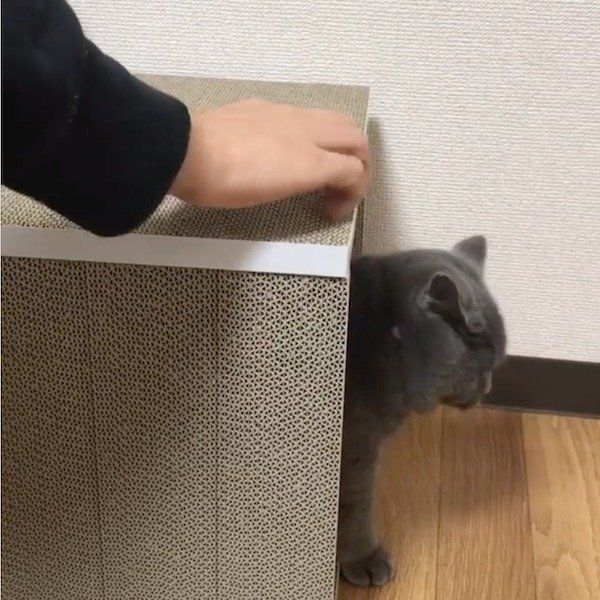 おうちが襲撃されるブリティッシュショートヘア