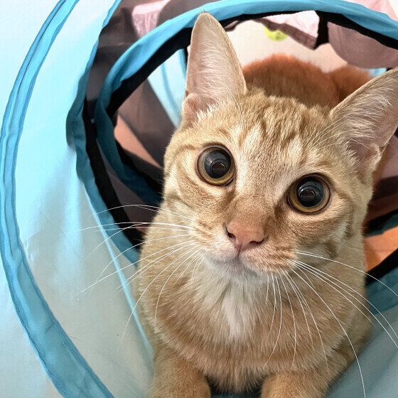 Mix（茶トラ）のつむぎくん♪